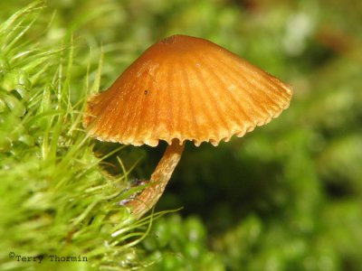 Mushroom N2a.jpg