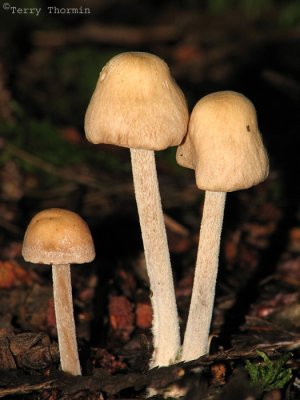 Mushroom P2a.jpg