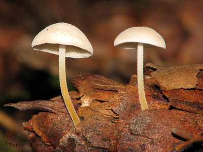 Mushroom Q1a.jpg
