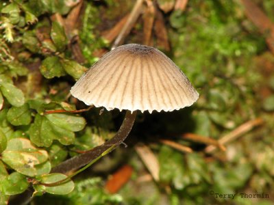 Mushroom U1a.jpg