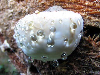 Fomitopsis pinicola - Red-banded Polypore 1a.jpg