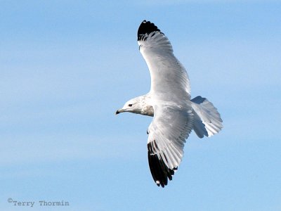 Ring-billed Gull in flight 1a.jpg