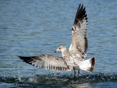 Ring-billed Gull juvenile in flight 1a.jpg