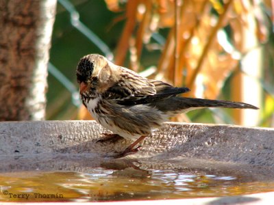 Harris's Sparrow fall plumage 2a copy.jpg