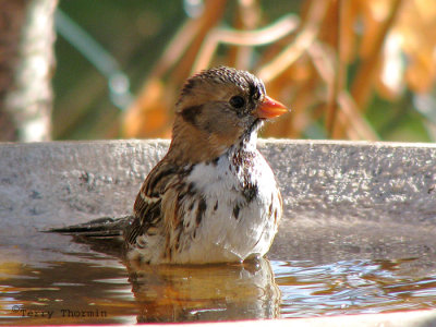 Harris's Sparrow fall plumage 12a.jpg