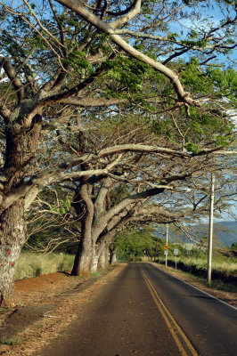 Hale'iwa, North Shore Oahu 9.JPG