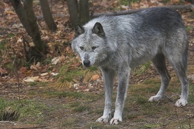 Grey Wolf 1.jpg