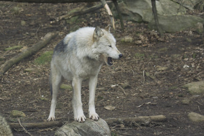 Grey Wolf 15.jpg