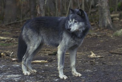 Grey Wolf 16.jpg