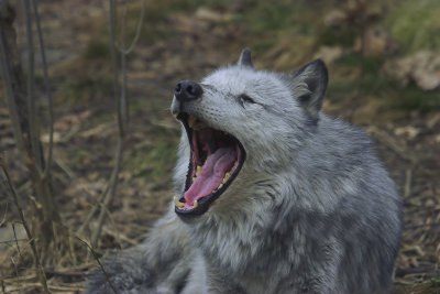 Grey Wolf 17.jpg