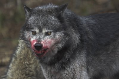 Grey Wolf 20.jpg
