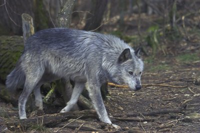 Grey Wolf 19.jpg