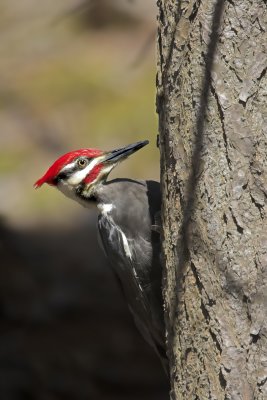 Pileated 4.jpg