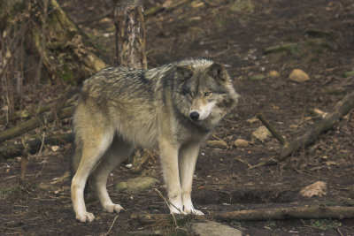 Grey Wolf 21.jpg