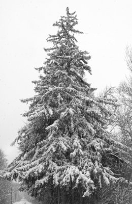 Giant ChristmasTree.jpg