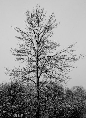 Winter Tree.jpg
