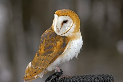 Barn Owl 4.jpg