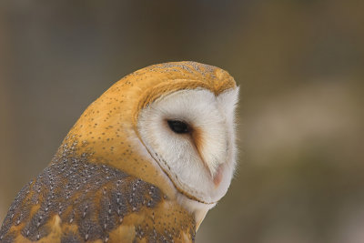 Barn Owl 5.jpg
