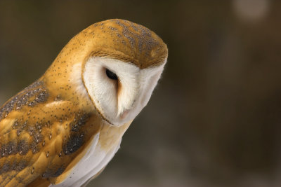 Barn Owl 6.jpg