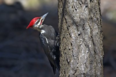 Pileated 5.jpg