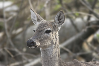 White Tail 6.jpg