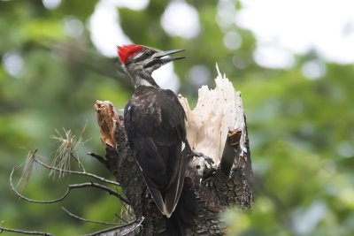 Pileated 7.jpg