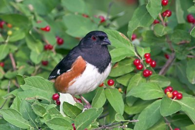 Eastern Towhee 2.jpg