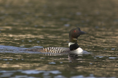 Common Loon 2.jpg