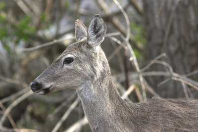 White Tail 7.jpg
