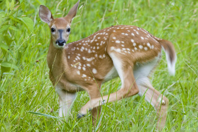 White Tail 8.jpg