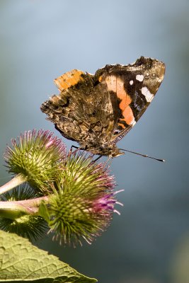 Red Admiral.jpg