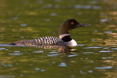 Common Loon 5.jpg