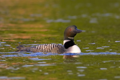Common Loon 6.jpg