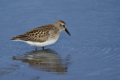 Least Sandpiper 4.jpg