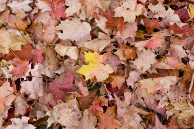 Leaves 3.jpg
