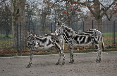 zebra Couple