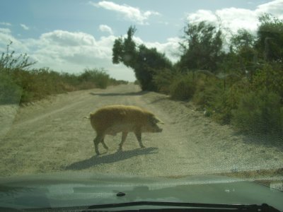 Pig crossing!