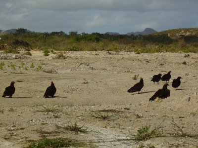 Beach buzzards