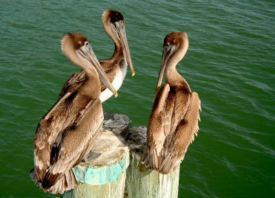 Pelican patience