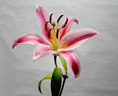 Lily fever 2