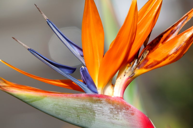 Bird of Paradise