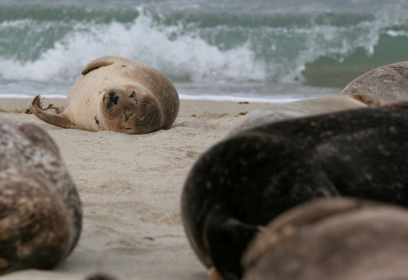 Baby Harbor Seal