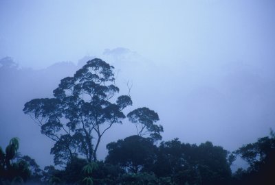 Jungle Mist