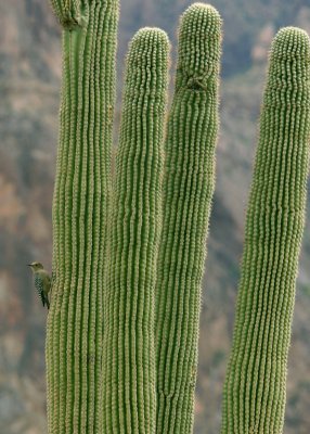 Gila Woodpecker