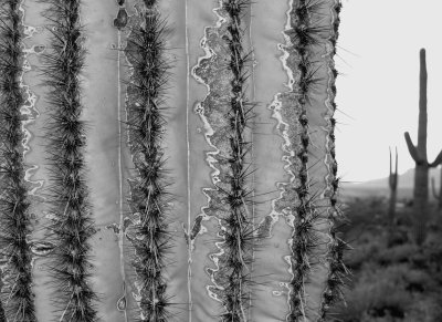 Saguaro Fields