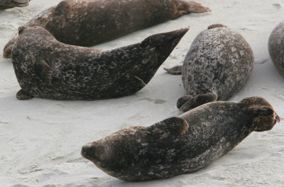 Leaky Seal