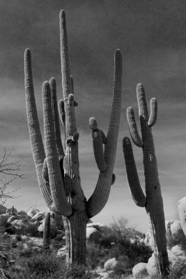 Giant Saguaro