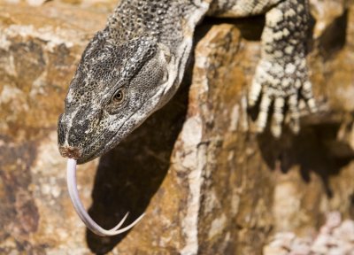 Black-throated Monitor Lizard