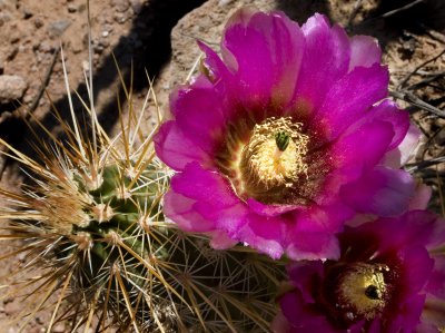 Hedgehog Cactus Flower