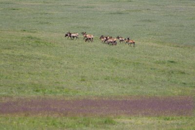 White Mountain Elk Herd